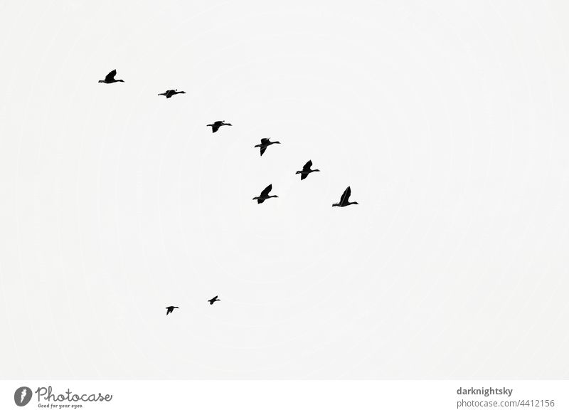 Migratory birds in the sky in a group and in v-shaped in formation, avifauna Formation Sky animals Avifauna Flying Flock Exterior shot Animal Nature Environment