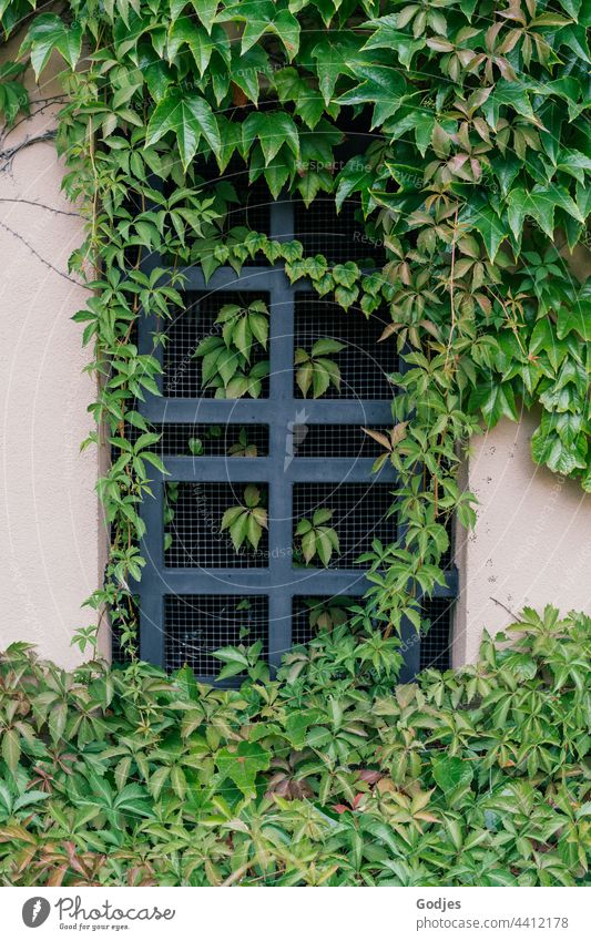 Metal grille in a window surrounded by plants Tendril Plant Grating Exterior shot Deserted Detail Wall (building) Structures and shapes Nature Pattern