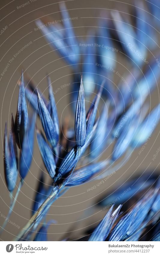 Dry decoration wheat colored in blue botanical background modern high quality big size prints triticum aestivum family poaceae corn growth crop summer seed