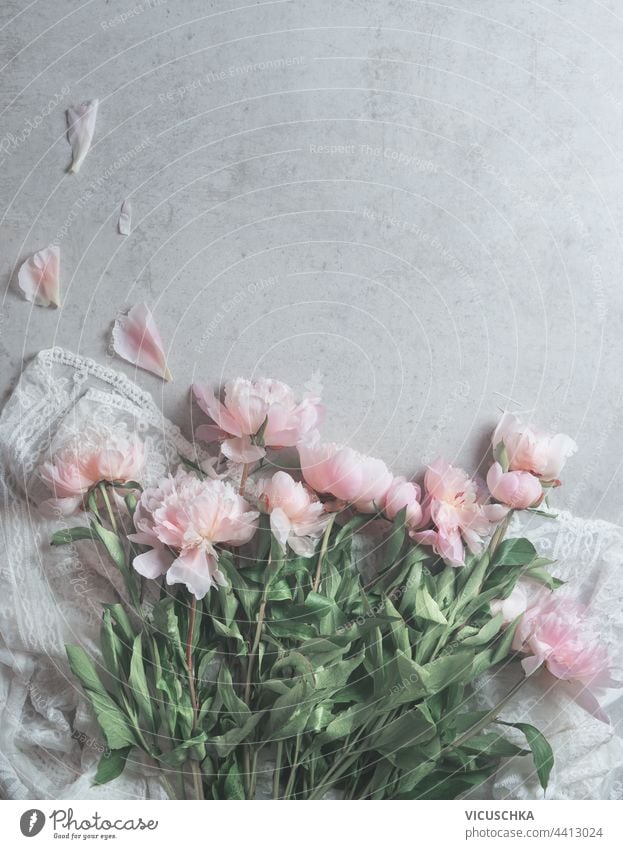 Pink pale peonies flowers on white  lace fabric with scattered petals on gray background.  Floral composition. beauty pink floral composition art design fashion
