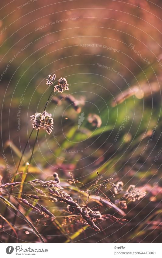 warm afternoon light | grasses bend slowly | summer tiredness Grass Summer grass Summer Tired ardor heat wave summer heat Summer warmth Summer Colours