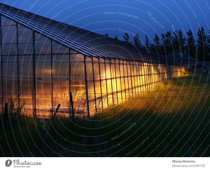 Greenhouse at night Night Agriculture Growth Yellow Twilight Diffuse Architecture Lamp Plant Blue diffuse light