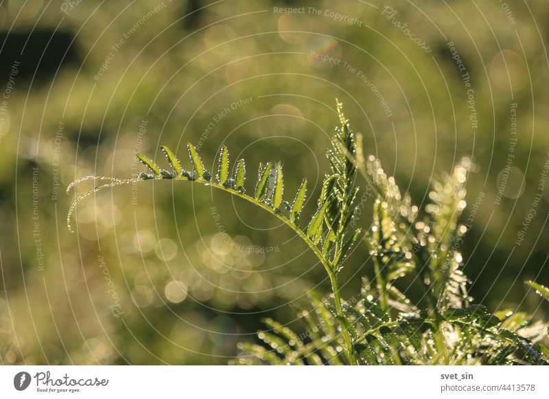 Vicia cracca, Cow Vetch, bird vetch, tufted vetch. Abundant dew sparkles on the green grass in the meadow at dawn. Dew drops shine in the sunlight on the green grass in an early summer morning.