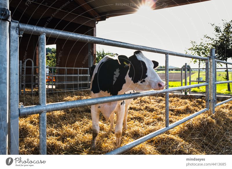 Dairy cow in the evening sun Farm cows Cattle Cow Free-roaming playpen Agriculture Livestock Agricultural product dairy Milk production Spotted mountain cattle