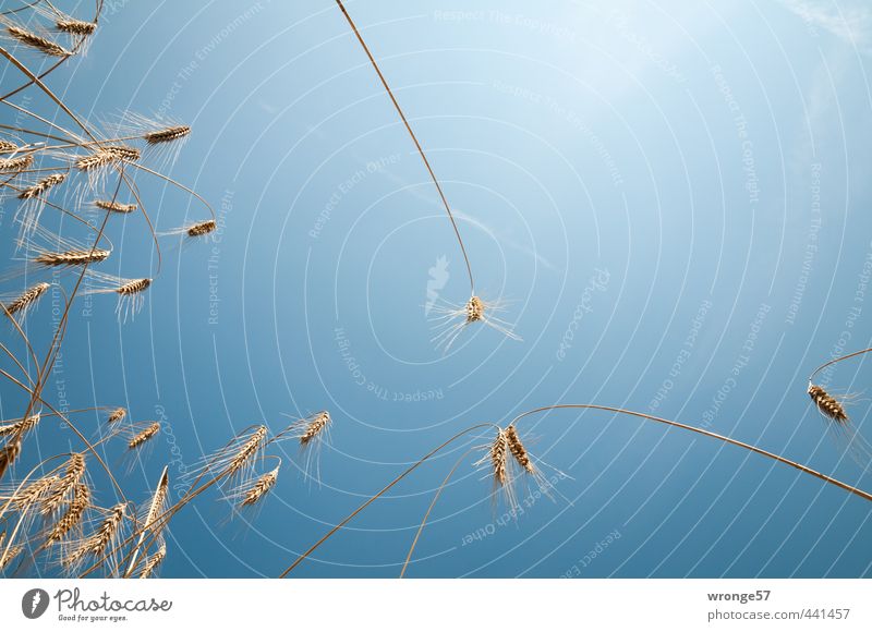 in the cornfield Nature Plant Sky Sun Sunlight Summer Beautiful weather Agricultural crop Grain Grain field Cornfield Ear of corn Field Blue Yellow Gold