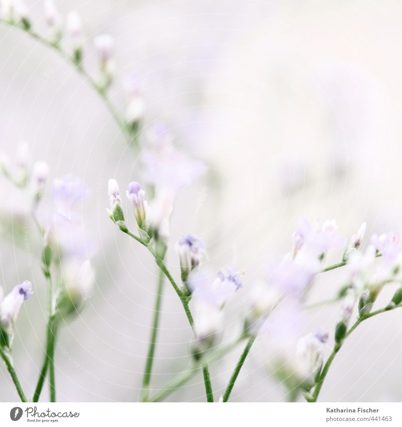 A Monday Morning Greeting Environment Nature Plant Flower Bushes Foliage plant Agricultural crop Wild plant Blossoming Growth Blue Green Violet Pink White Bud