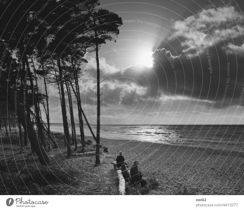 Recess area Darss Western Beach hikers Silhouette Man trees Sky Clouds Black & white photo Sun coast Baltic Sea Nature Landscape Exterior shot Environment Tree