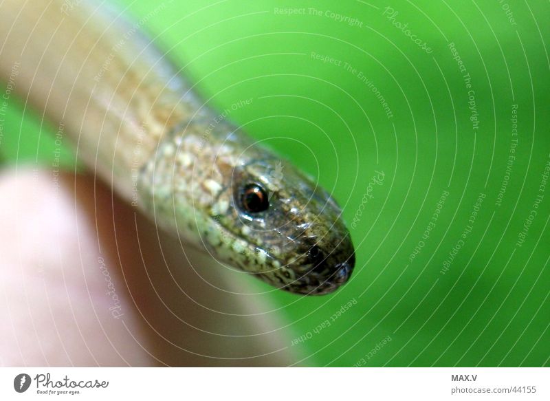 Slow worm on the hand Hand Green Brown Near Eyes Smoothness Barn