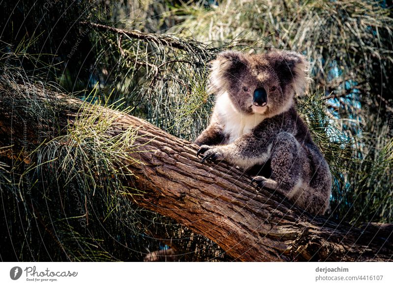 A small koala sits on a tree trunk and looks at the photographer. What does he want again and sticks out his tongue... Koala Australia Nature Animal