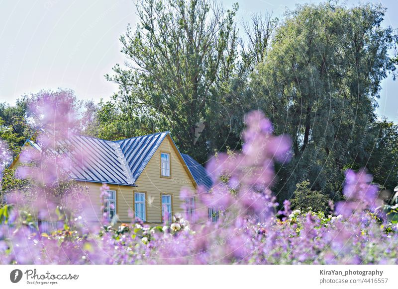 Drowning in flowers summer residence house countryside and blooming purple wildflowers in meadow summertime vacation outdoor rural midsummer yellow building