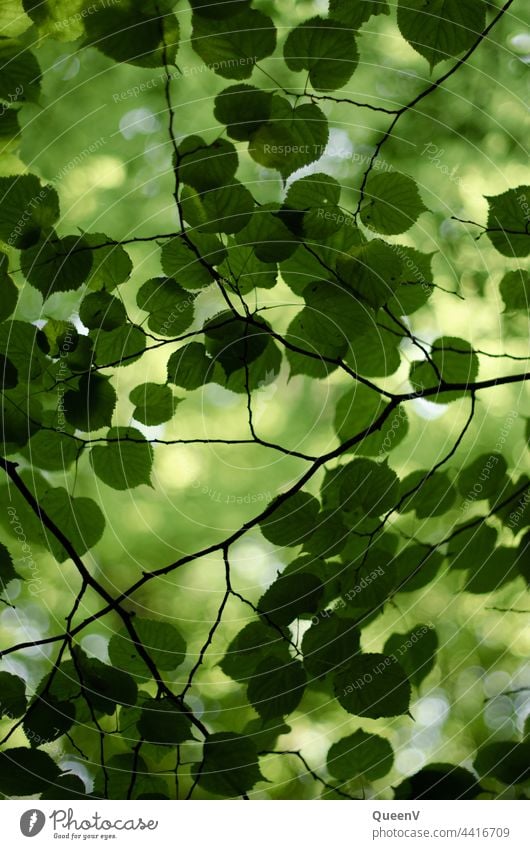 Leaves of a tree seen from below - a Royalty Free Stock Photo from Photocase