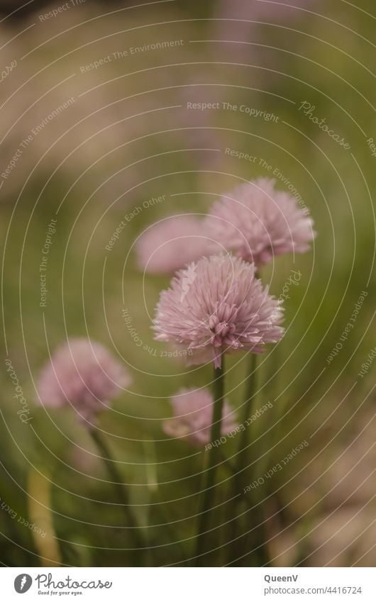 Chives Blossom chive blossom Pink Colour Herbs and spices Colour photo Shallow depth of field Agricultural crop Day Nature Green Plant Garden Violet