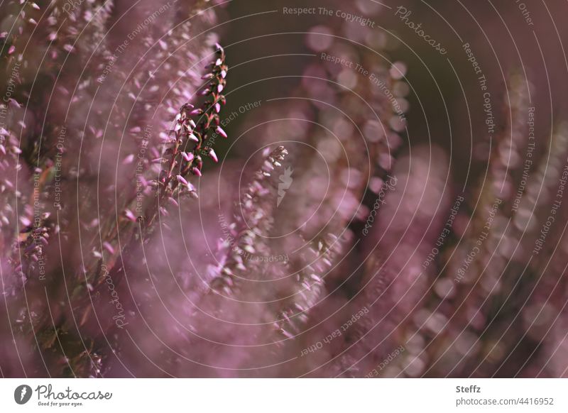 the wind | gently strokes the heath | fairy-like trembling © heather blossom Heathland Summer heath broom heathen fairylike Poetic Tremble enchanting magic