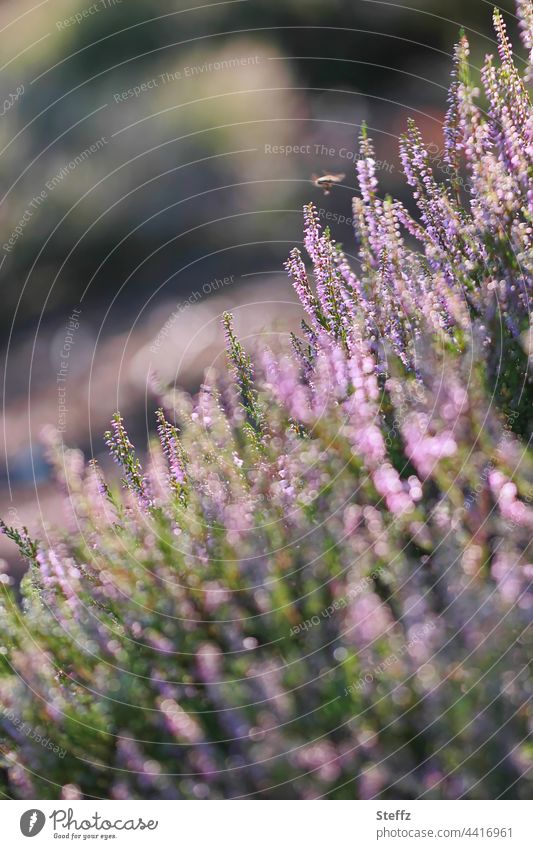 ... © Heathland heather blossom heather colours Heath silence heather bush heat shimmer summer heat Summer heath Bee wild plants heathen atmosphere Domestic