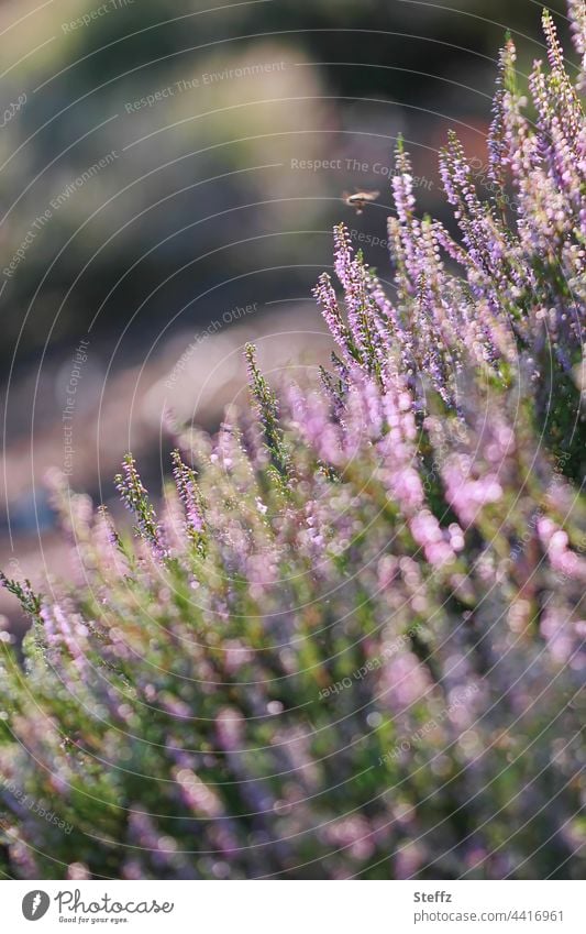 faded heather blossoms Heathland heather colours Heath silence heather bush heat shimmer summer heat Summer heath Bee wild plants heathen atmosphere Domestic