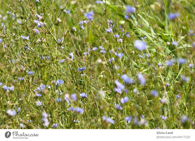 Multiple common chicory in bloom field with selective focus blue nature plant flora summer flower herb green meadow floral wild grass background blossom garden