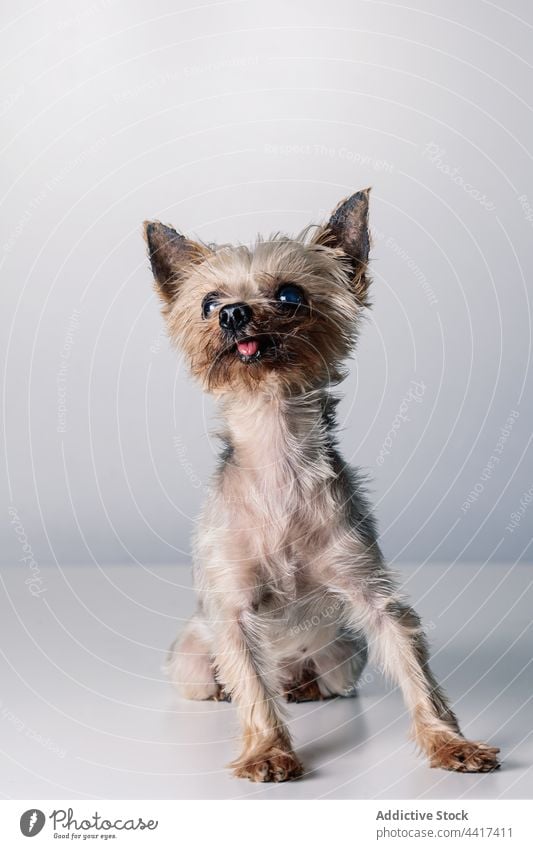 Cute Yorkshire terrier in studio dog yorkshire terrier little pet cute fluff animal canine purebred tongue out mammal pedigree obedient breed companion muzzle
