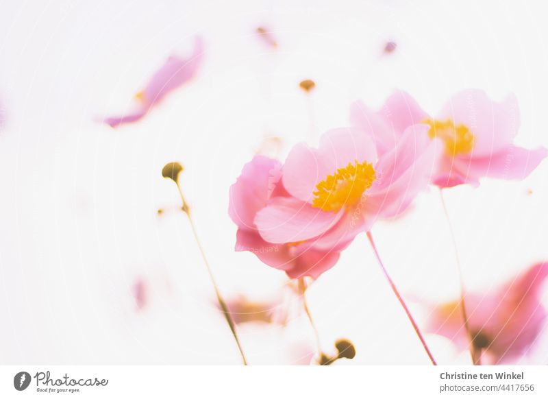 autumn anemones Chinese Anemone Anemone hupehensis pink flower morning light Back-light Autumn Anemone Worm's-eye view blurriness Blossoming Plant Flower