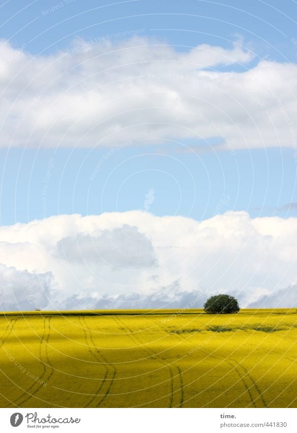 reintroduced into the wild Agriculture Forestry Environment Nature Earth Sky Clouds Horizon Beautiful weather Plant Tree Agricultural crop Canola Canola field