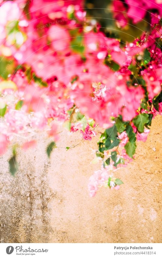 Pink flowers canopy by old yellow wall Canopy Floral Old Yellow Blooming Blossom