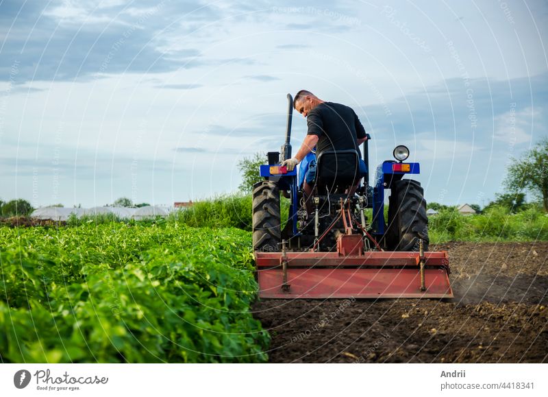 A farmer on a tractor removes the tops after harvesting. Development of agricultural economy. Farming, agriculture. Loosening surface, land cultivation. Plowing. Preparing farm land for a new planting
