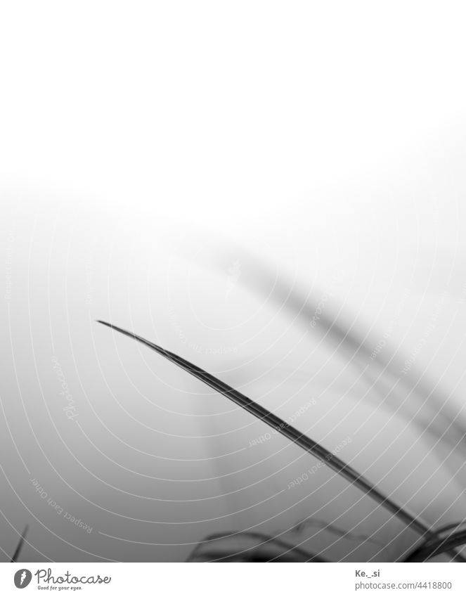 Blade of grass in the wind - BlacknWhite Shallow depth of field Black & white photo Grass Nature Minimalistic attentiveness Attentive Exterior shot Environment