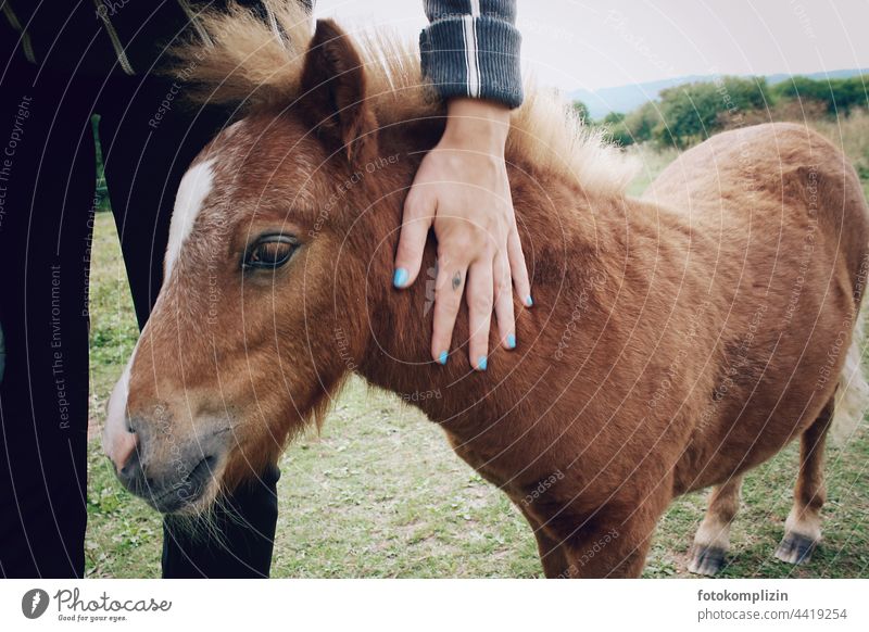 stroking hand and pony foal Foal pony foals Baby animal Animal portrait Animal face Caress Love of animals Hand Pelt Looking Horse Animal child Small Smooth