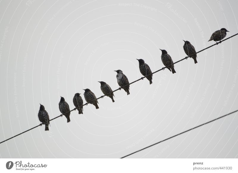 9+1 Environment Nature Animal Wild animal Bird Group of animals Blue Gray Starling 10 Sit Transmission lines Colour photo Exterior shot Copy Space top Day
