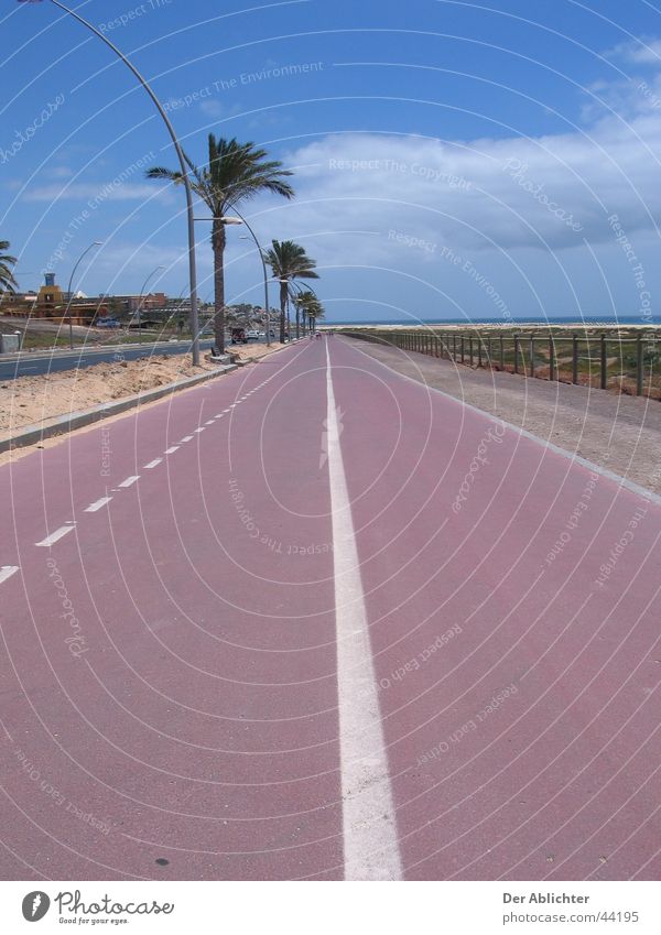 Are we almost there? Beach Promenade Sea promenade Palm tree Asphalt Green Clouds Esquinzo Vacation & Travel Fuerteventura Cycle path Europe Street Sand Plant