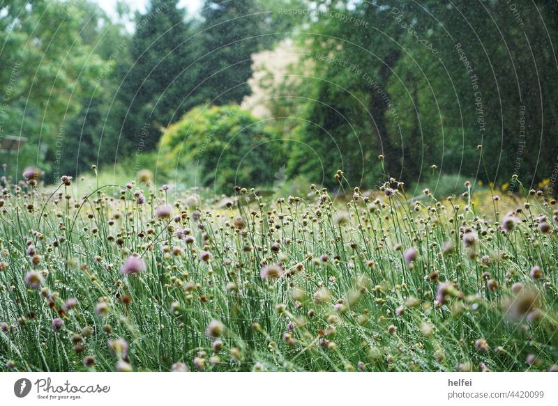 Meadow flowers at the edge of a park in a summer meadow meadow flowers Flower meadow wild flowers cornflowers Cornflower Plant Blossoming naturally Wild plant