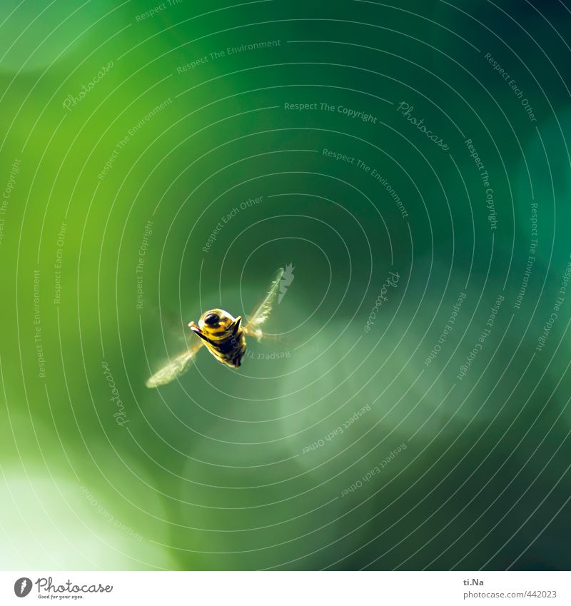 surrrrrrr Garden Meadow Wild animal Wing Hover fly Flying Hunting Elegant Small Natural Yellow Green Colour photo Exterior shot Close-up Detail