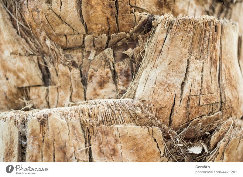 texture background abstraction bark wood fibers of palm tree backdrop backgrounds brown close-up closeup color environment light brown macro material natural