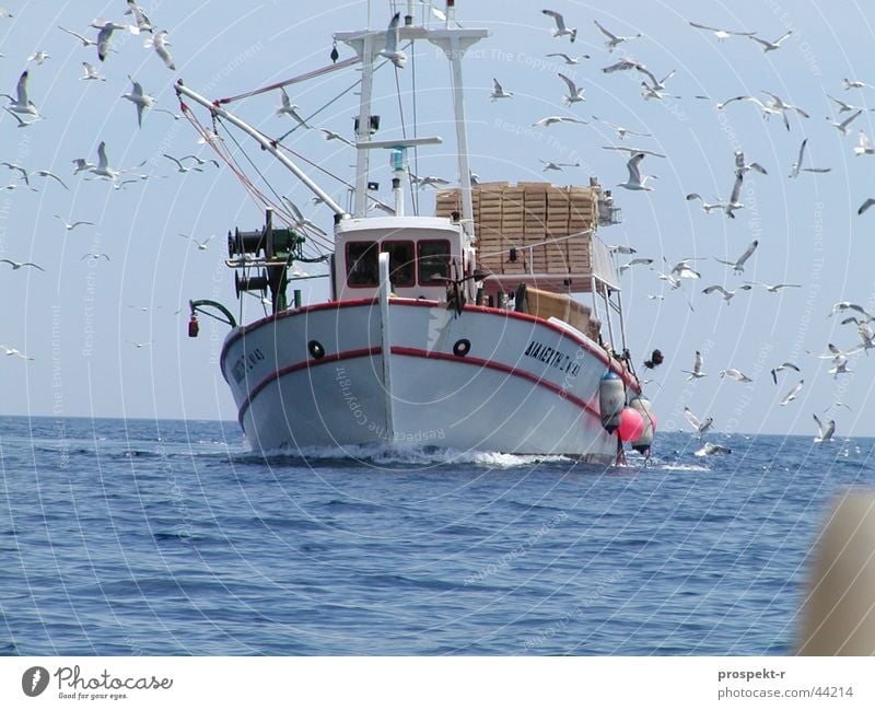 The swarm of seagulls Fishing boat Bird Seagull Direct Collision Waves Ocean Work and employment Navigation Water Fishing (Angle) Blue Sky Sun