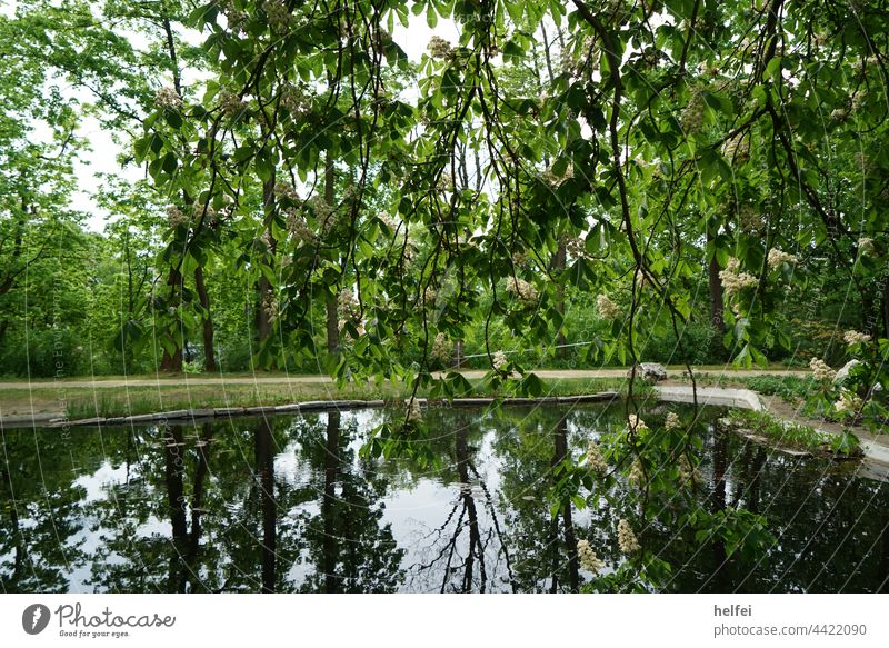 Garden pond with reflections of trees in the water in a park Pond Water Lake Reflection Colour photo Deserted Botany Idyll Green Swimming & Bathing Park