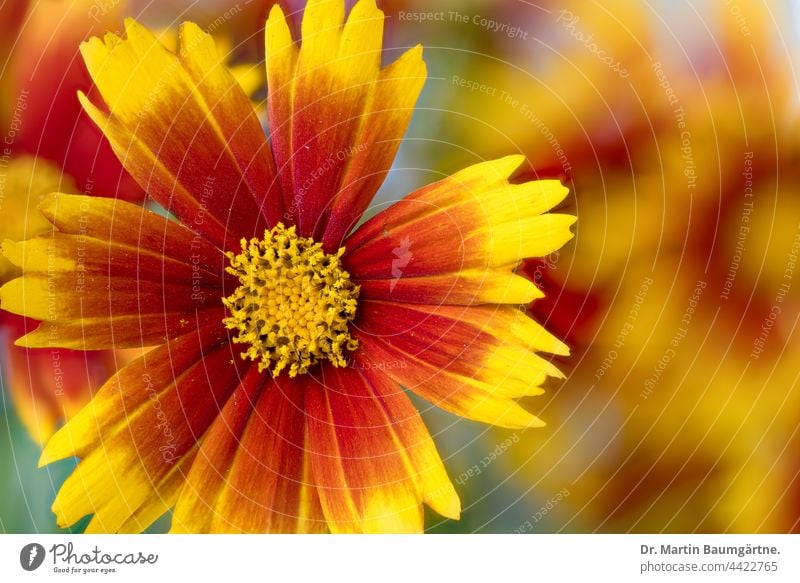 Inflorescence of Coreopsis Up Tick with yellow-red ray florets variety Up tick inflorescence shrub Flower Plant blossom summer bloomers Tongue blossoms