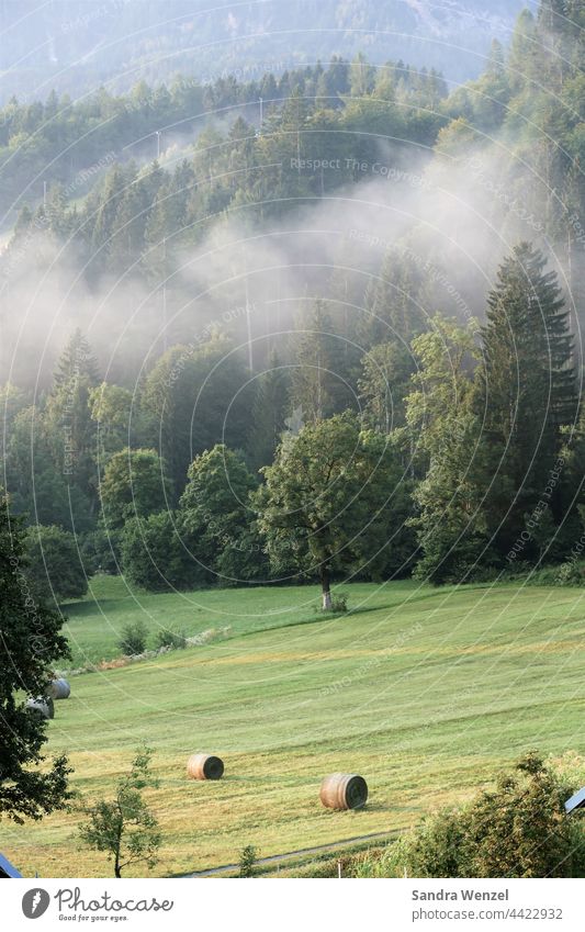 fog Fog vacation Summer Mountain meadow Forest mountains Origin naturalness Agriculture Hay bale summer meadow morning air Carinthia fields Meadow Green trees