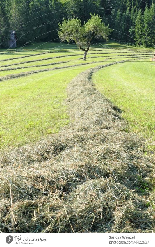 Fresh hay. Hay Meadow Summer Animal feed Origin naturalness Agriculture Flower meadow Austria Carinthia Healthy Field acre extension sunshine summer meadow