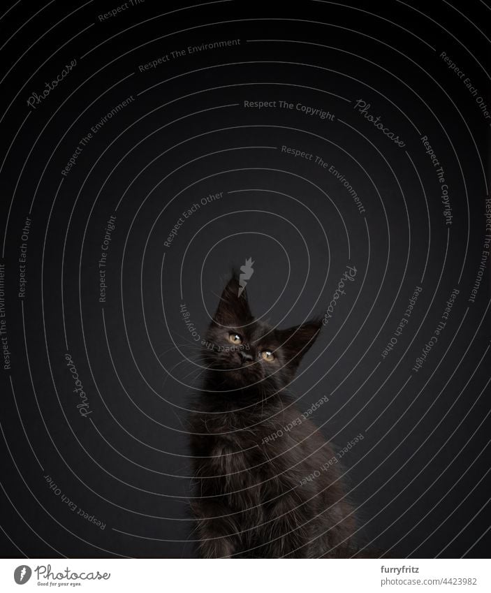 cute black kitten on black background tilting head portrait purebred cat pets longhair cat maine coon cat fluffy fur feline tassel ear tip ear tuft young cat