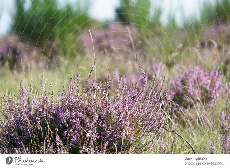 Heather plants in a blooming heath, Calluna vulgaris in the light of the sun, Ericaceae Shallow depth of field Copy Space right Deserted