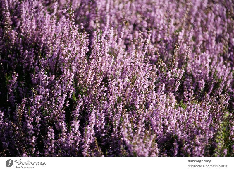 Heather plants in a blooming heath, Calluna vulgaris in the light of the sun Shallow depth of field Copy Space right Deserted Macro (Extreme close-up)