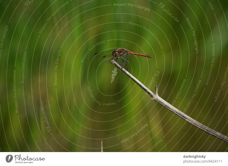 A Common Darter sits on a dry stalk of a plant and observes its territory. Insect, Sympetrum striolatum Orange red Sympetrum dragonfly Nature Environment Green