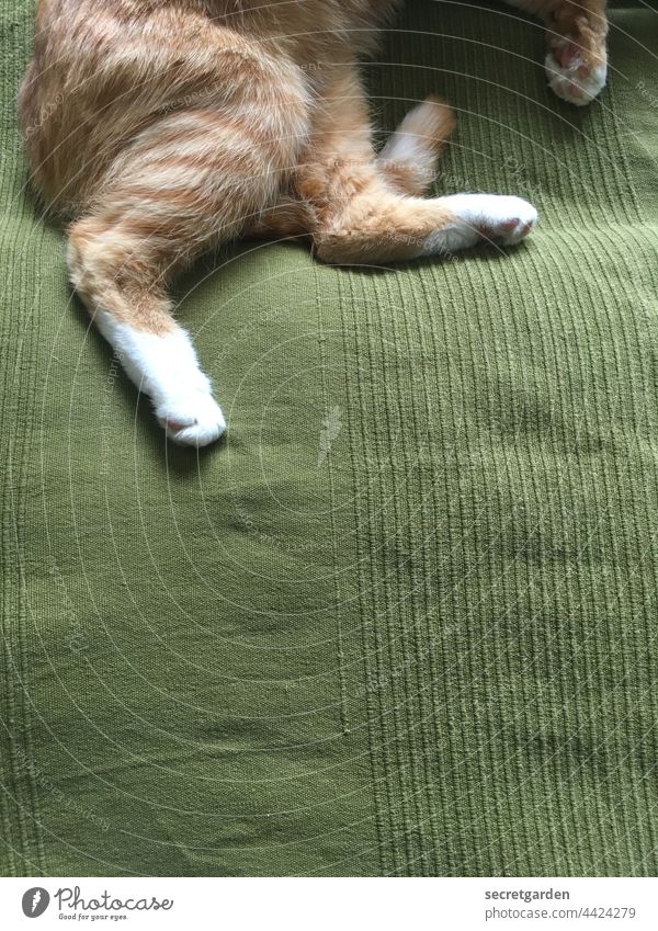 Red cat who knows exactly how to be photogenic on a green bedspread. hangover Bed Green day cover paws Pelt Cute detail at home Lie relaxing Red hangover