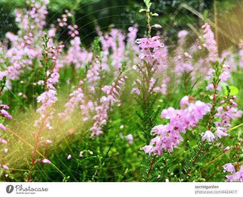 Anticipation! Spring flowers blossoms Green Pink Fresh awakening Blossoming naturally Nature Flower Garden Delicate come into bloom Close-up Exterior shot Plant