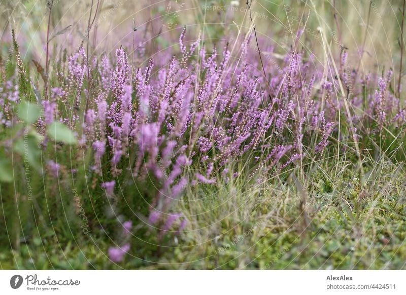 Lüneburger Heide - close up heather - purple, in front of grass Heathland Luneburg Heath landscape Summer late summer plants Manmade landscape Nature out