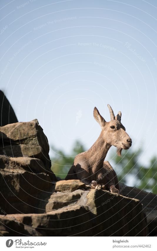 stonebuck Nature Rock Alps Mountain Wild animal Capricorn 1 Animal Lie Looking Blue Brown Colour photo Exterior shot Deserted Copy Space top Day Animal portrait