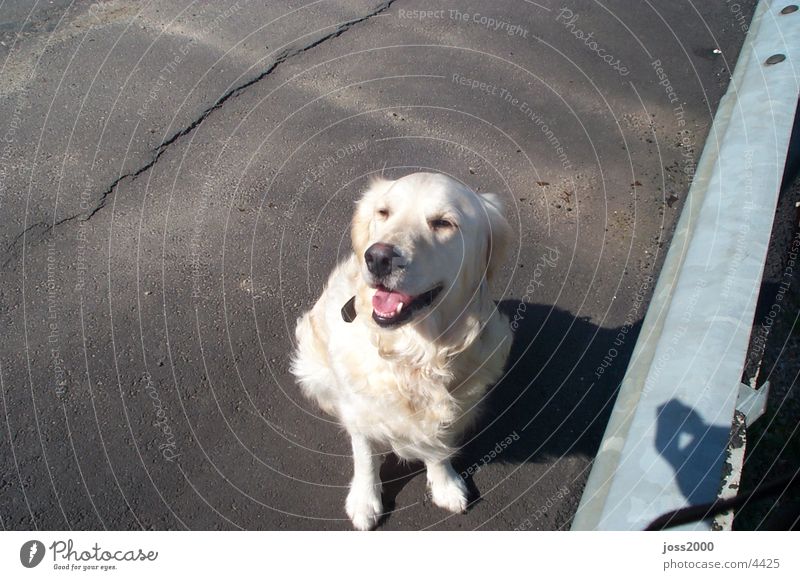 Golden Redriever Dog white dog Dog sitting