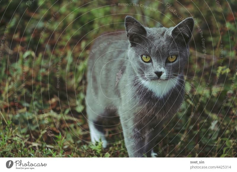 A silver gray-blue cat with yellow eyes and a white tie is standing on the green grass and looking into the camera. portrait outdoors summer animal adorable