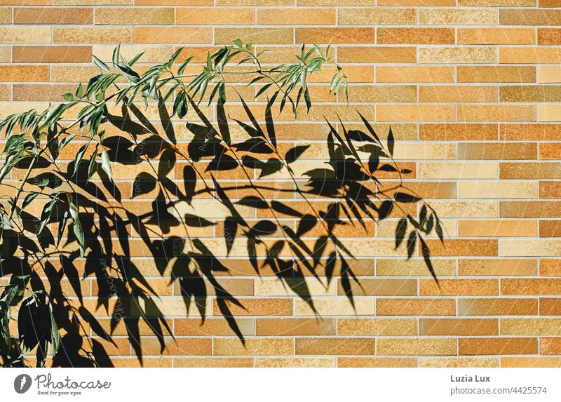 Branch with green foliage, behind it its much larger shadow on a brown and orange outer wall Green Twig leaves Shadow Sun sunny Bright Shadow play Nature Light