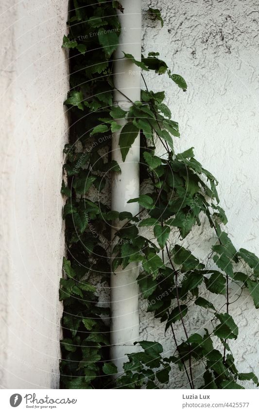 Self-climbing maidenhair vine, still summer green against a white plaster wall, clings to a white rain gutter Wall (building) wall plaster Rain gutter White