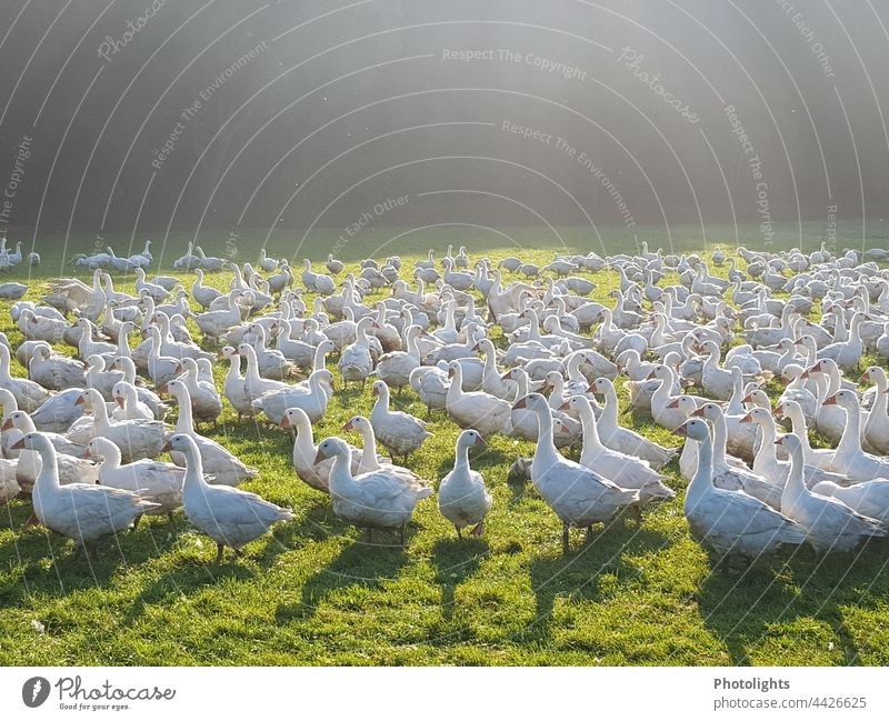 free-range geese Goose Free-range rearing Environment Animal Bird Nature Exterior shot Colour photo Freedom Group of animals Wild animal Deserted Flying birds